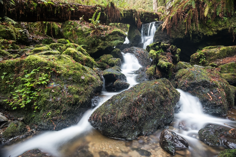 An image depicting the trail Skunk Cabbage Trail South and its surrounding area.