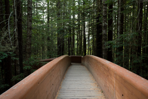 An image depicting the trail Lady Bird Johnson Grove Trail and its surrounding area.