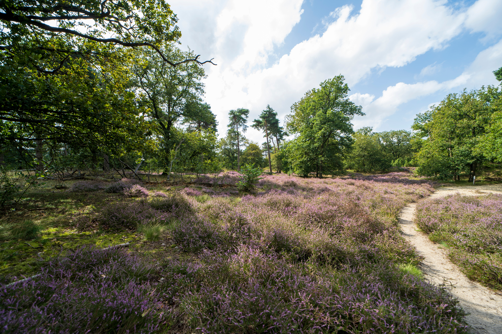 An image depicting the trail Oostrum to Vierlingsbeek via Boschhuizerbergen and its surrounding area.