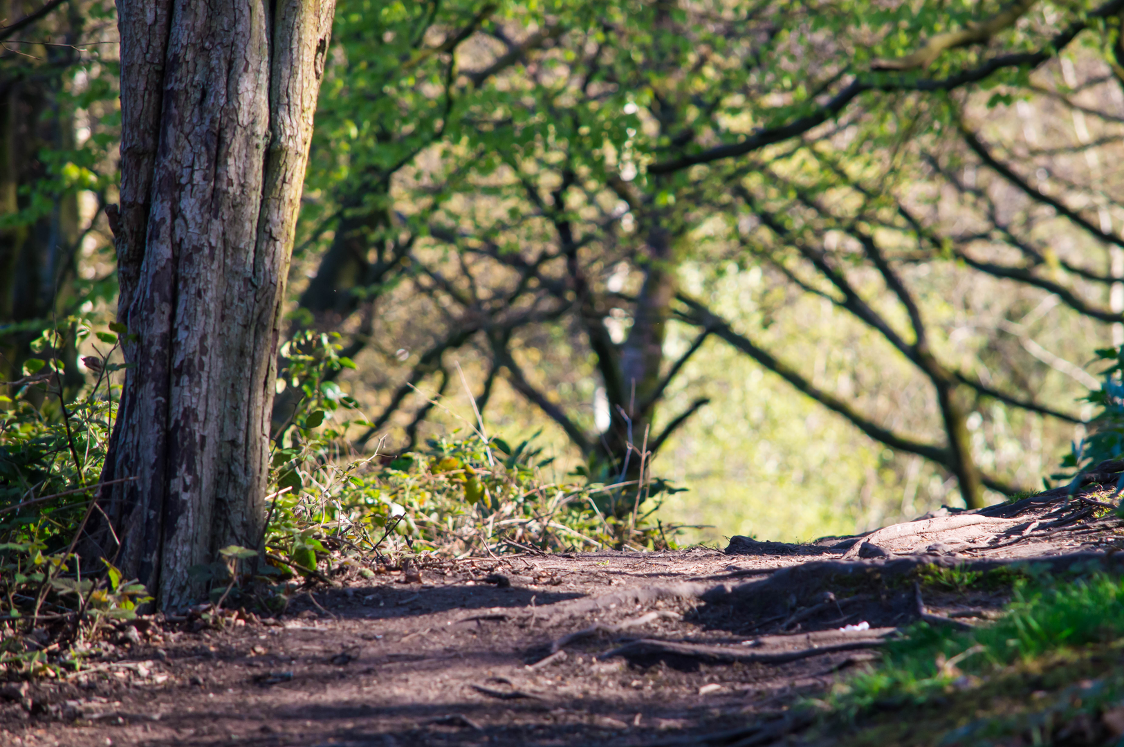 An image depicting the trail Lancashire Walk from Tockholes and its surrounding area.