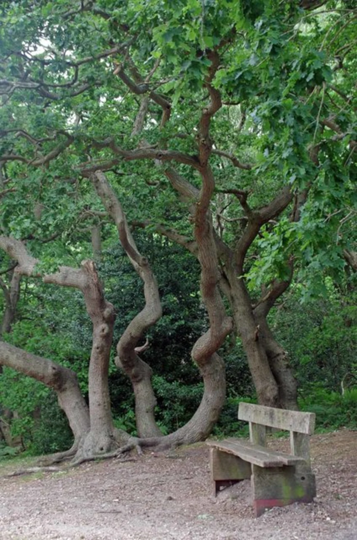 Little Baddow and Twitty Fee Loop