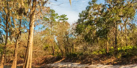 An image depicting the trail Florida National Scenic Trail - Blackwater and its surrounding area.