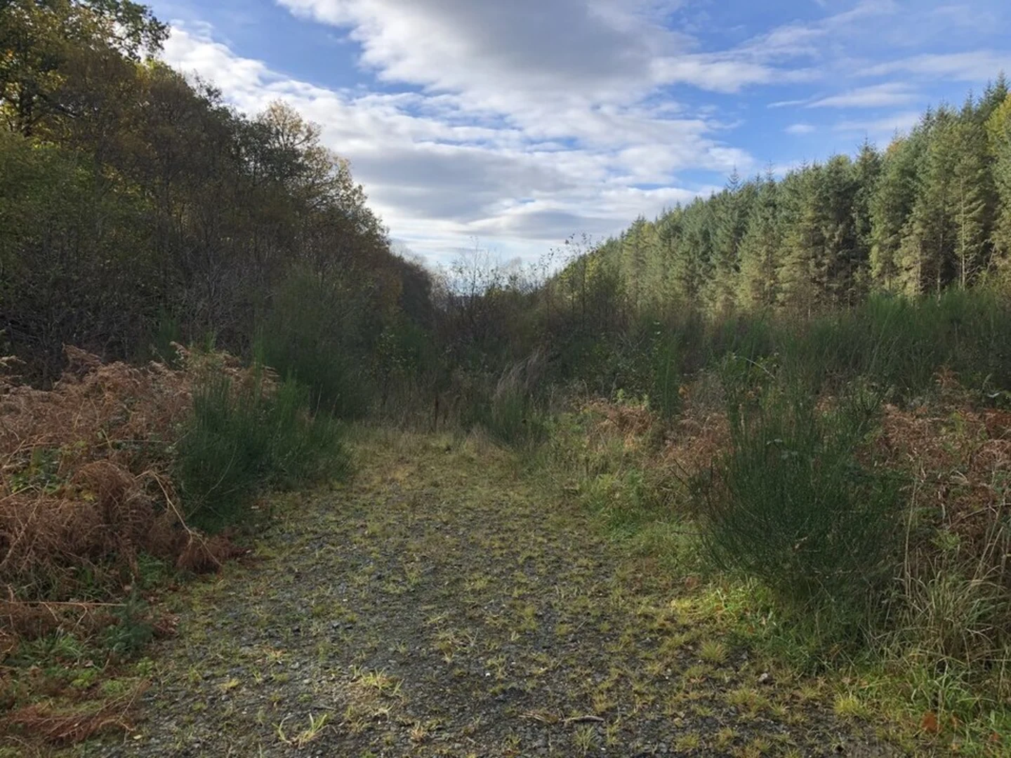An image depicting the trail Knapdale Forest Loop and its surrounding area.