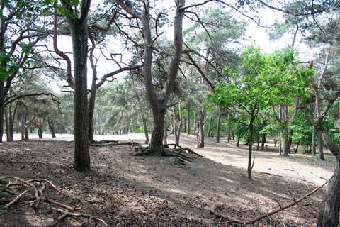 Cadettenlamp and Teteringse Heide Loop