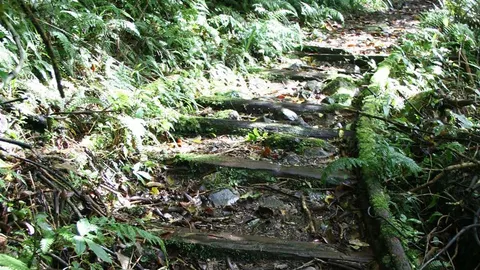 Waitewaewae Hut Track