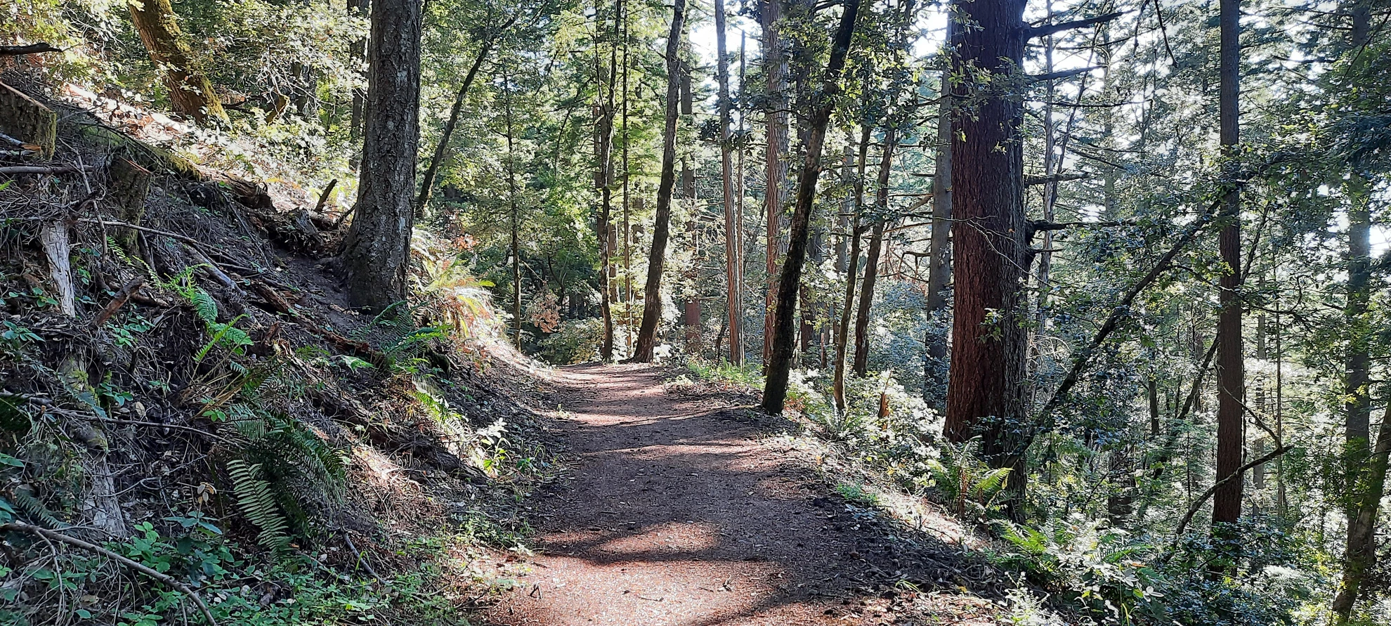 An image depicting the trail Old Growth Redwood and its surrounding area.