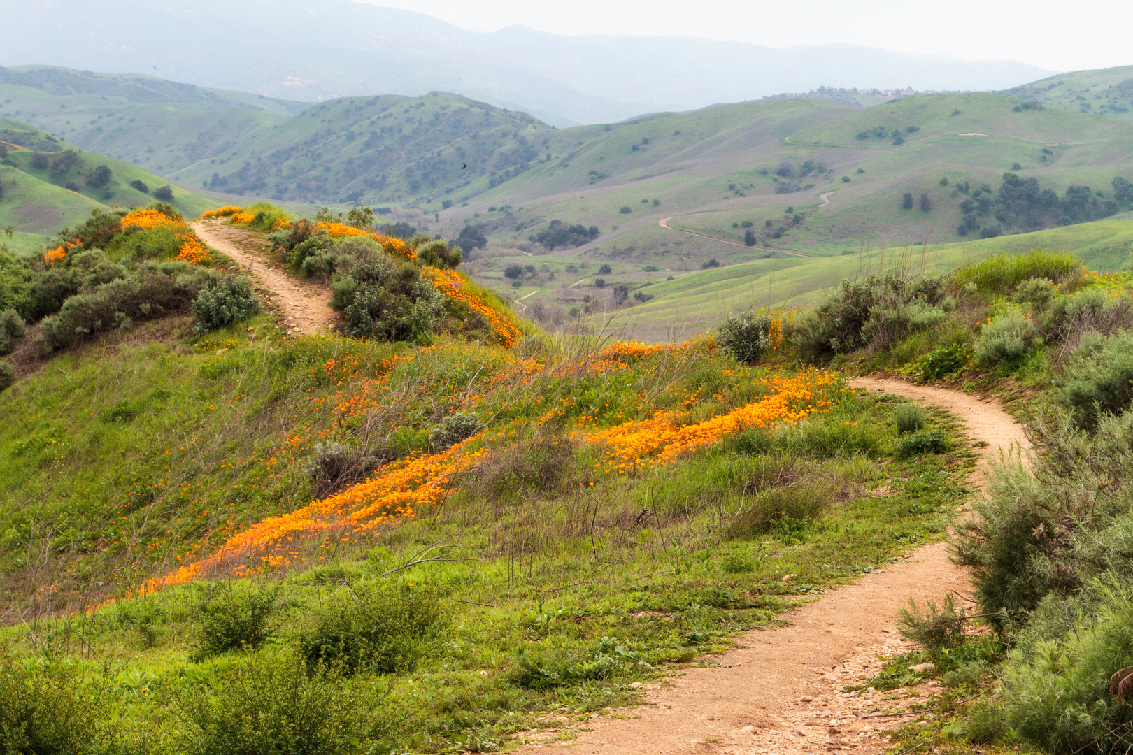 An image depicting the trail South Ridge Trail, Raptor Ridge Trail and North ridge Loop Trail and its surrounding area.