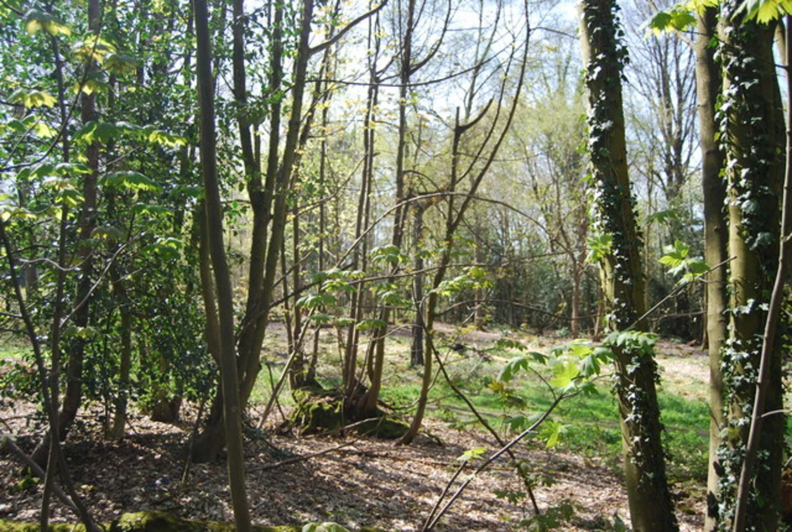 An image depicting the trail Dawcombe Nature Reserve, Buckland Hill and Colley Hill Loop and its surrounding area.