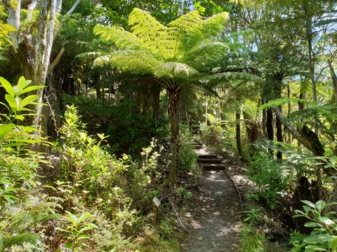 Dome Forest car park to Lookout