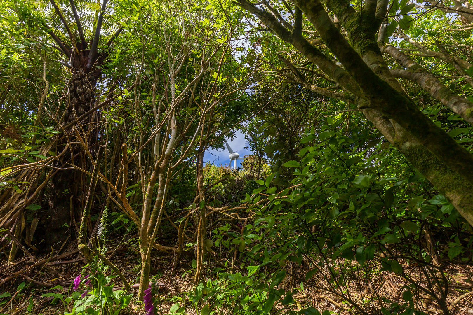 An image depicting the trail Wind Turbine to Hawkins Hill and its surrounding area.