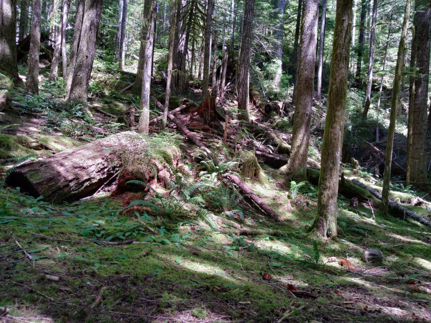 An image depicting the trail Huckleberry Mountain via Plaza Trail and its surrounding area.