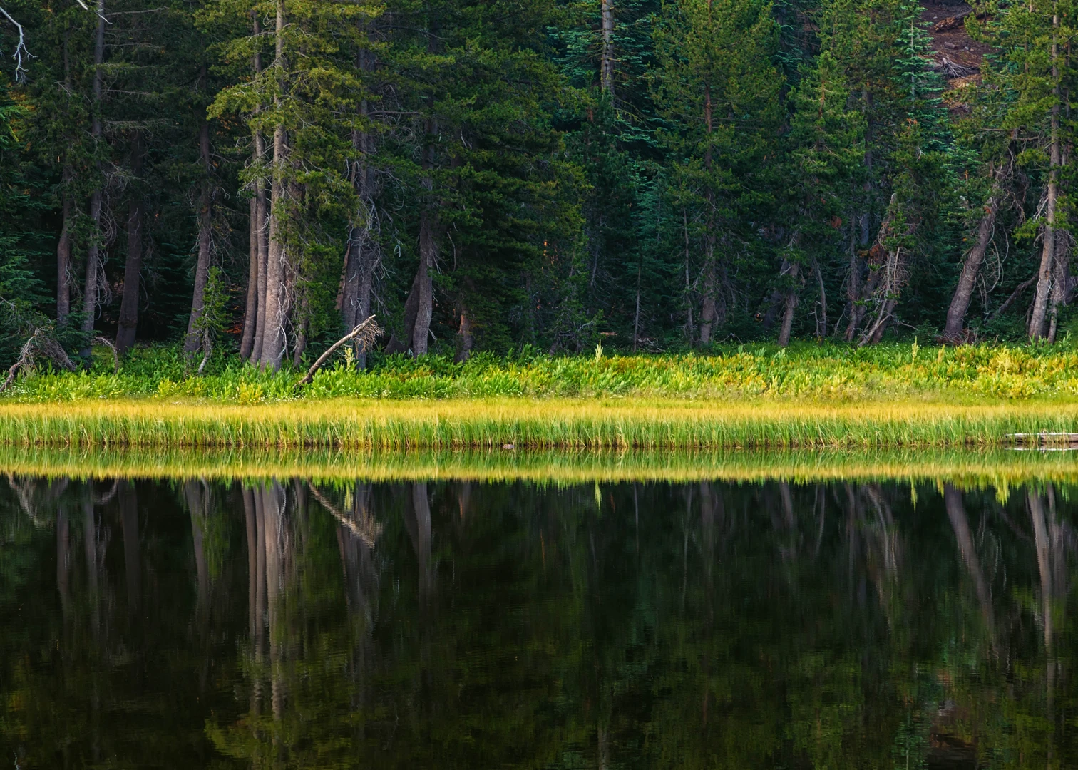 An image depicting the trail Emigrant Trail from Mosquito Lake and its surrounding area.