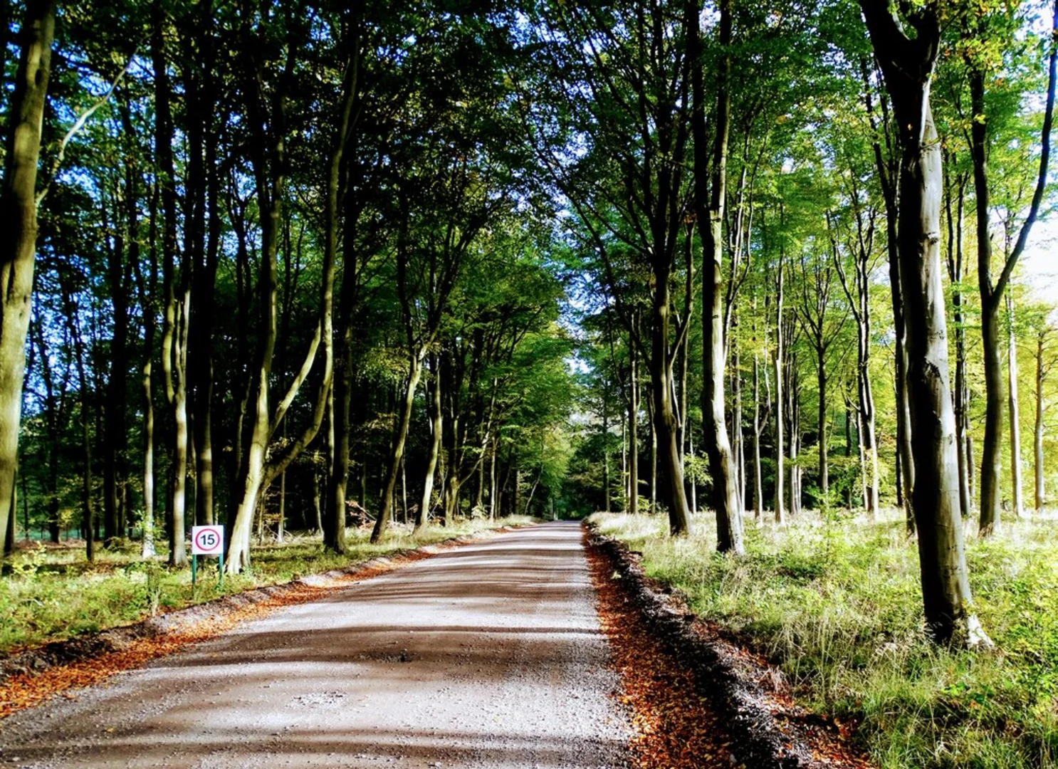 An image depicting the trail Savernake Forest Short Loop and its surrounding area.