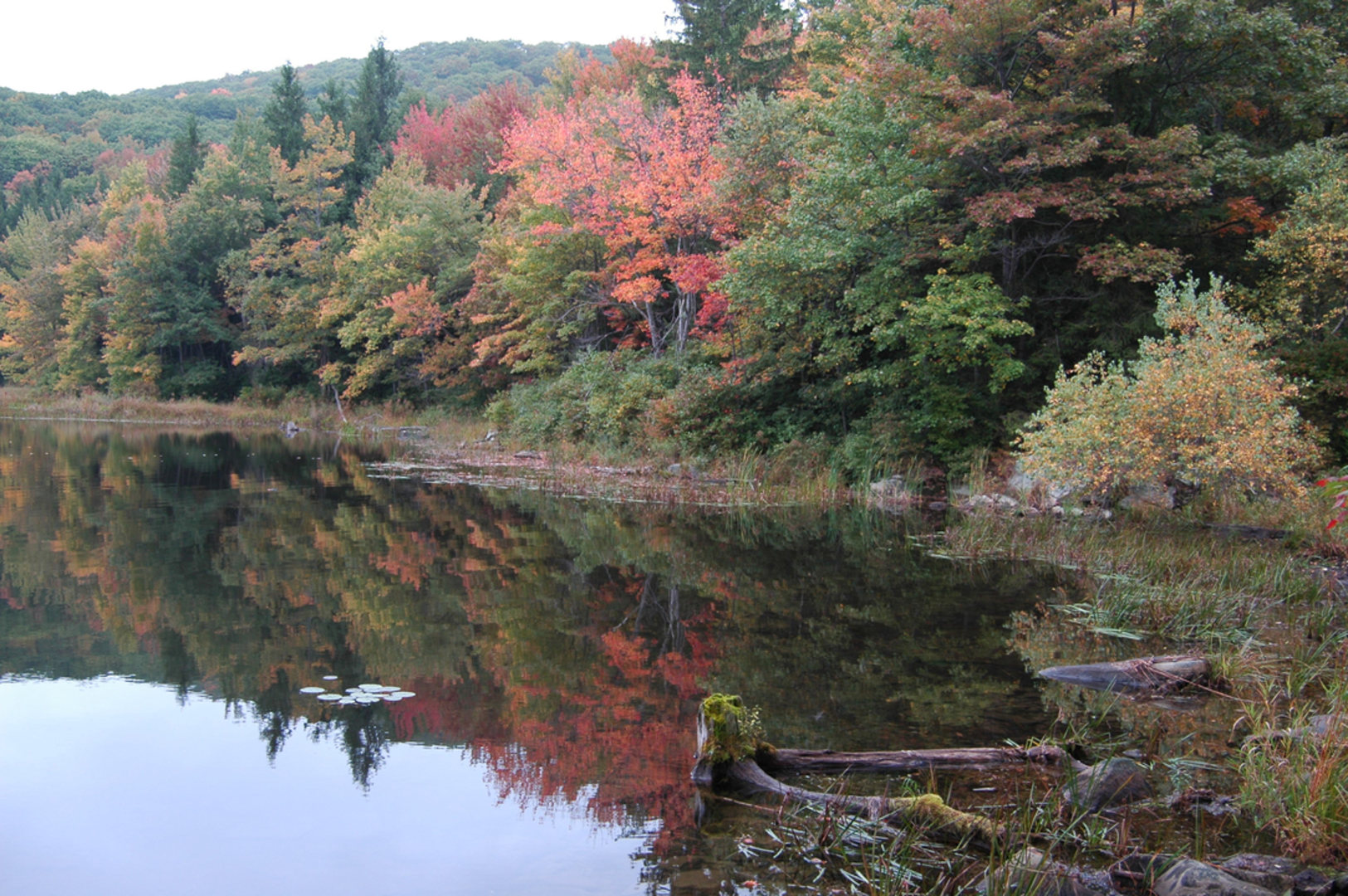 An image depicting the trail Wildcat Trail and Beartown Mountain Trail and its surrounding area.