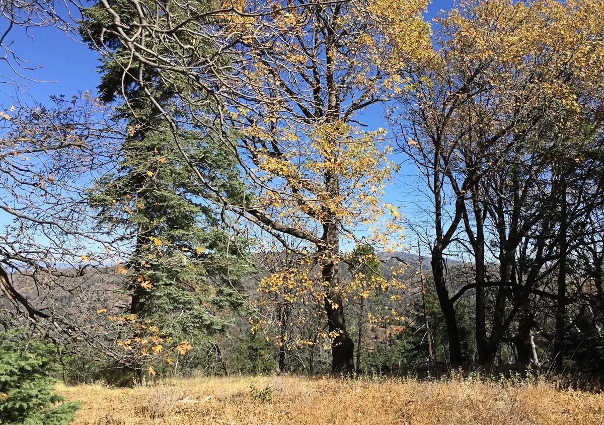 Boucher Hill Loop Trail