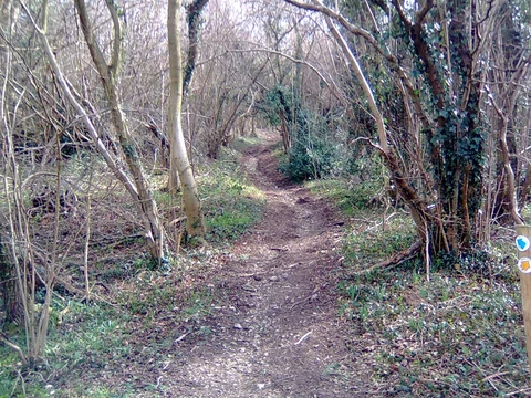 An image depicting the trail High Grove Wood Loop - Stiffords's Bridge and its surrounding area.