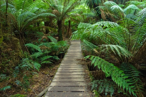 Wet Tropics Great Walk