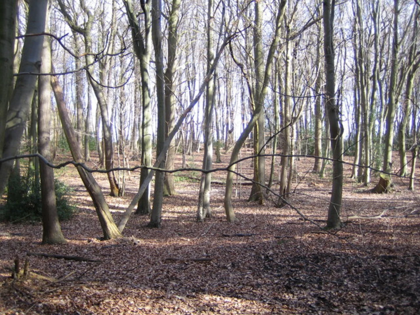 An image depicting the trail Sarratt and Flaunden Loop and its surrounding area.