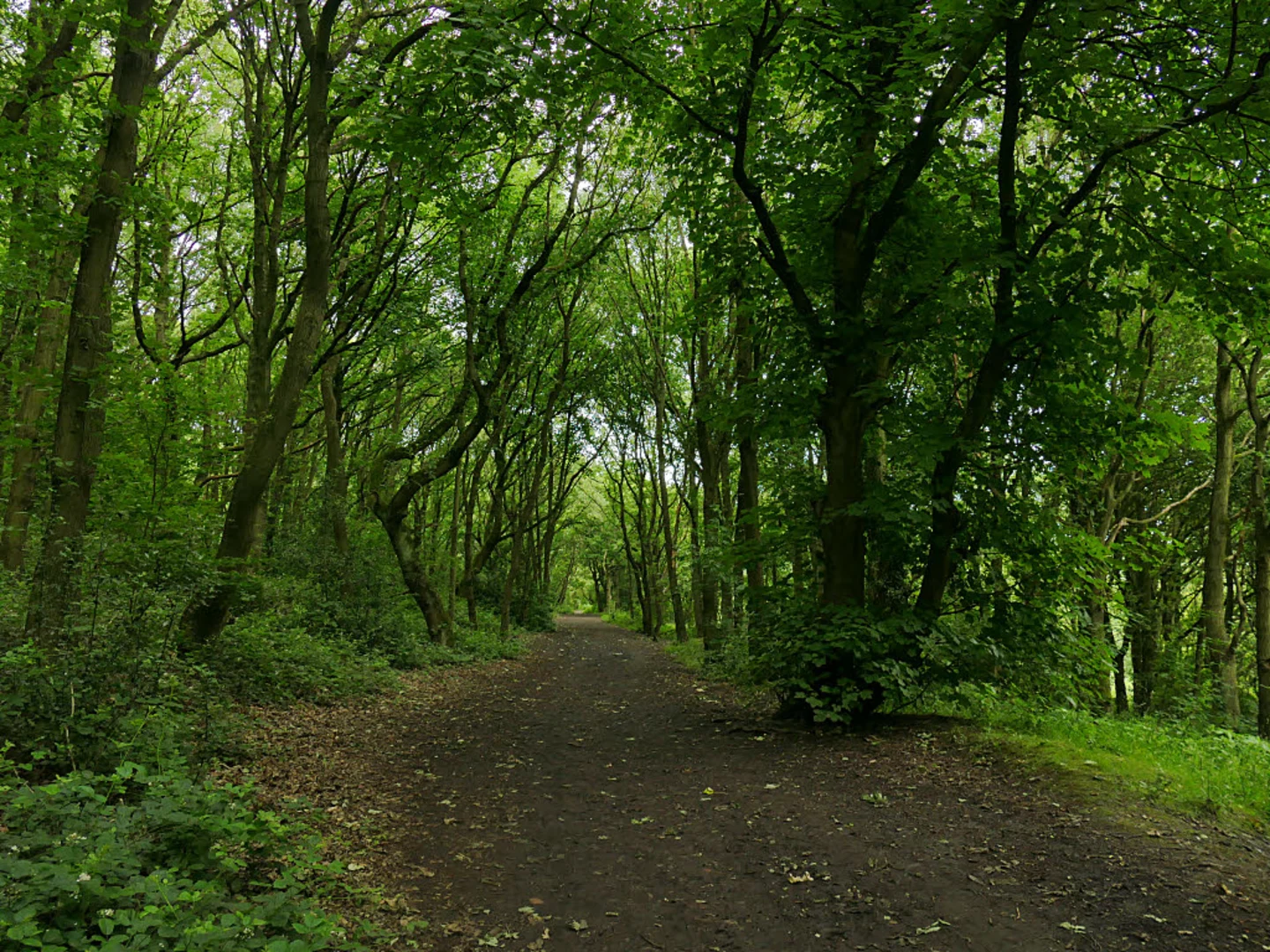 An image depicting the trail Woodkirk West Loop Walk and its surrounding area.