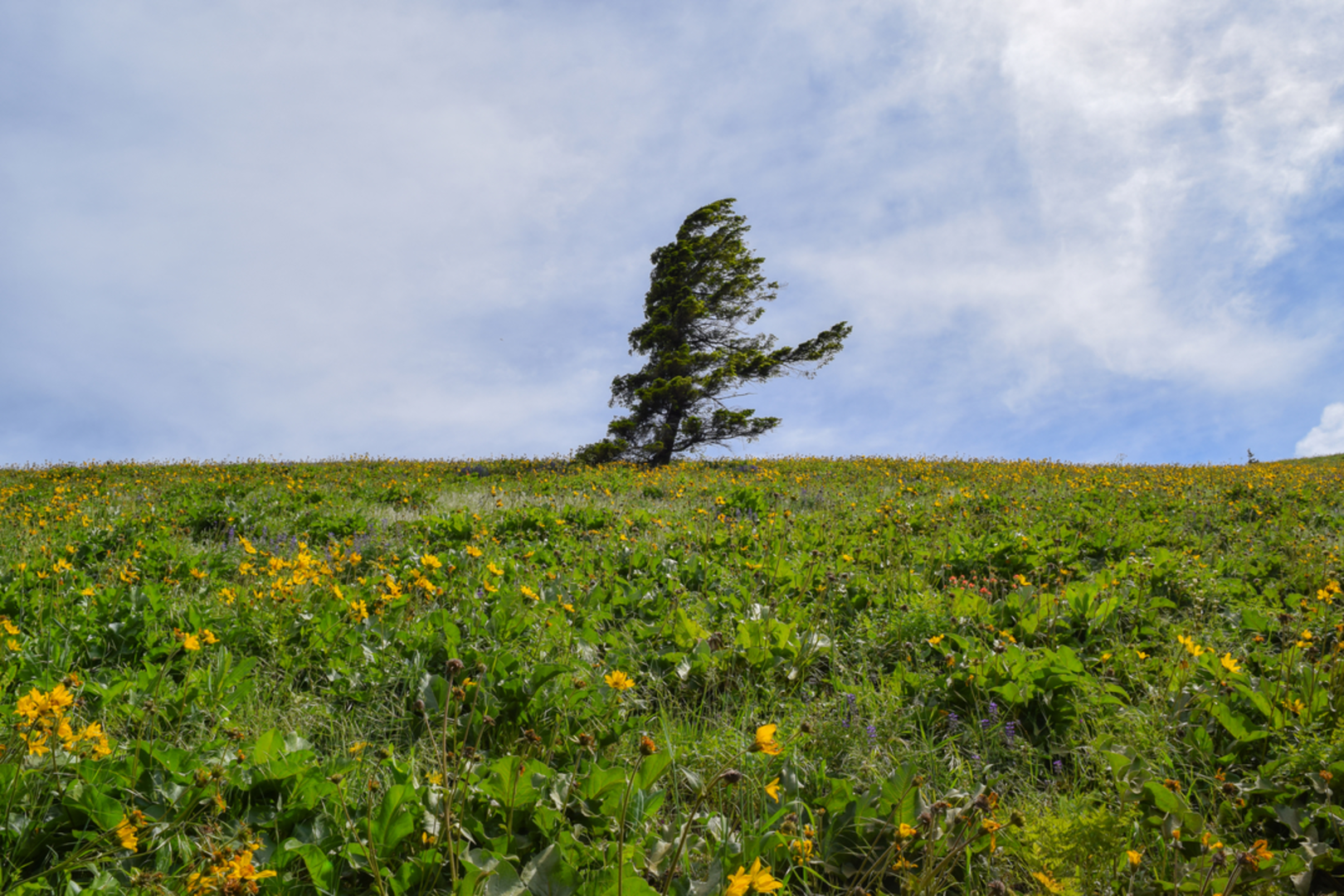 An image depicting the trail Lennox Creek Trail and its surrounding area.