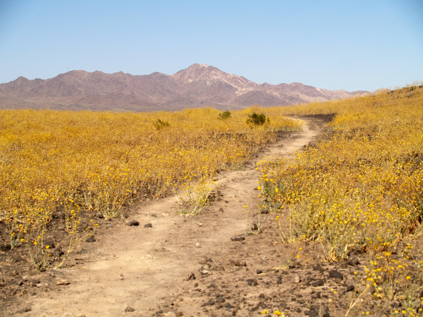 An image depicting the trail Amboy Crater Loop Trail and its surrounding area.