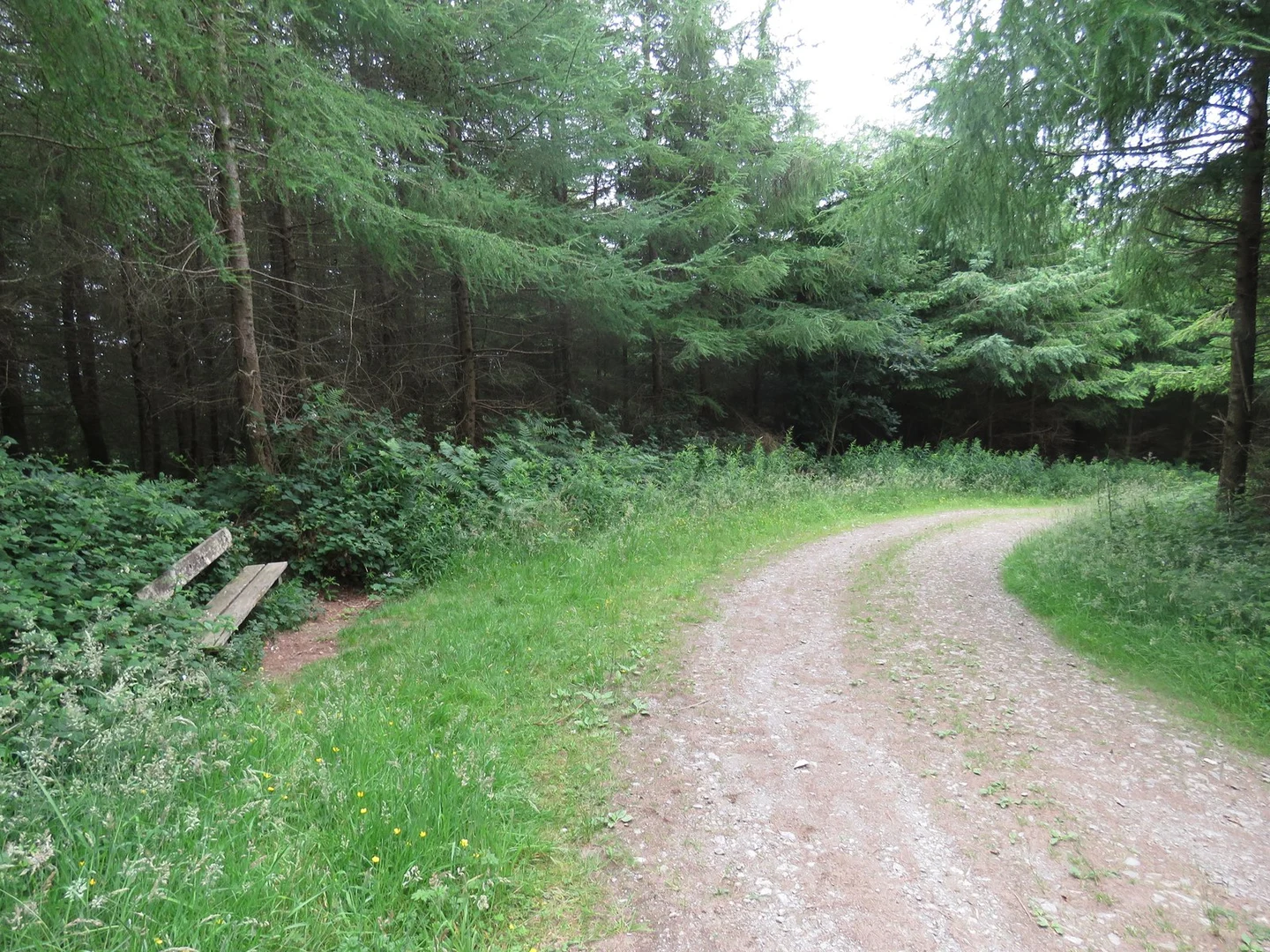 An image depicting the trail Lacken Hill & Dunbrody Forest Trails - Scarke Loop and its surrounding area.