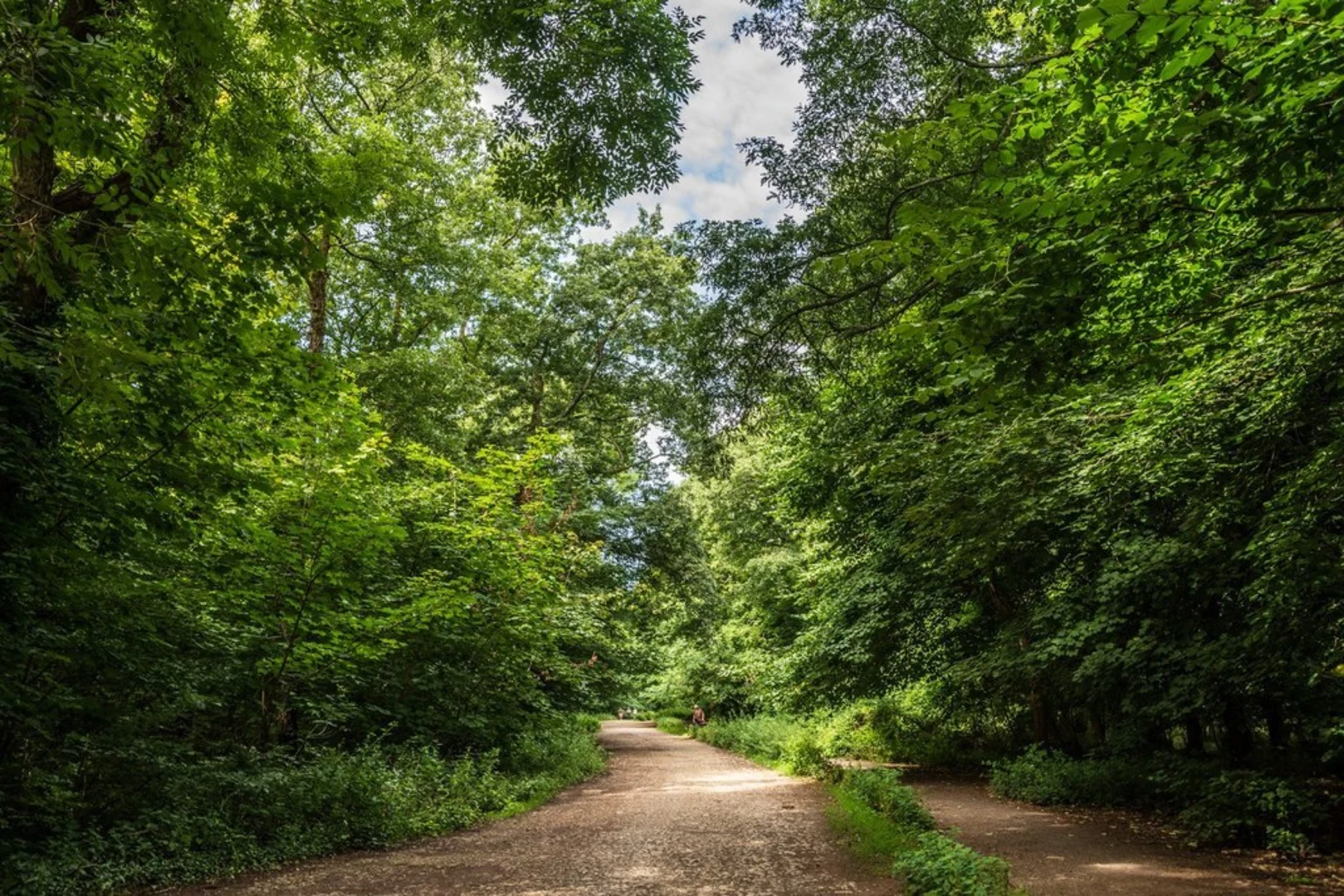 An image depicting the trail Weston Woods and its surrounding area.