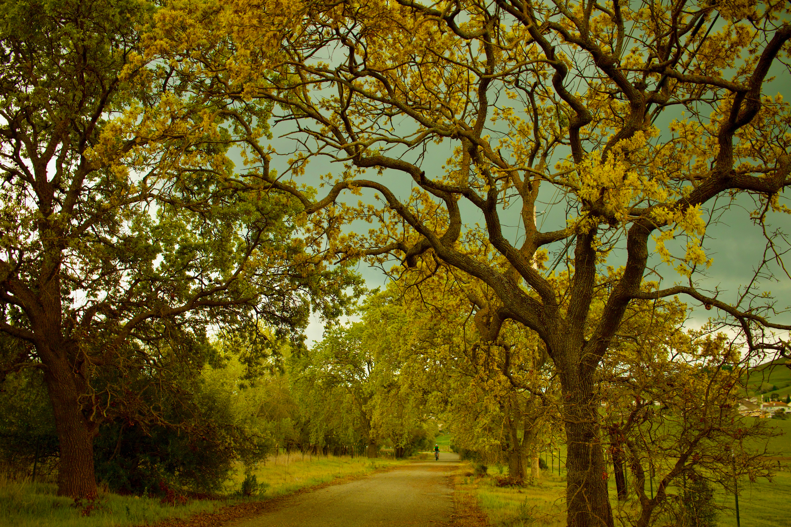 An image depicting the trail Somersville Road, Coal Canyon and Stewartville Loop Trail and its surrounding area.