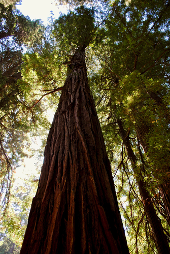 Fern Creek Trail and Canopy Trail Loop