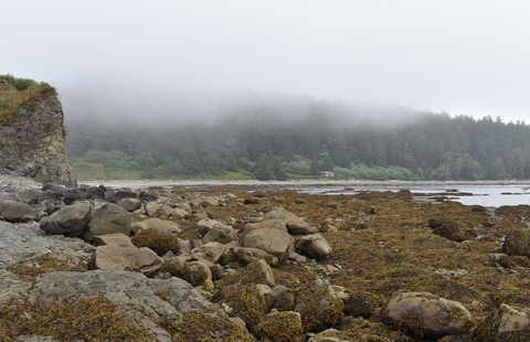 An image depicting the trail Cape Alava Trail and its surrounding area.