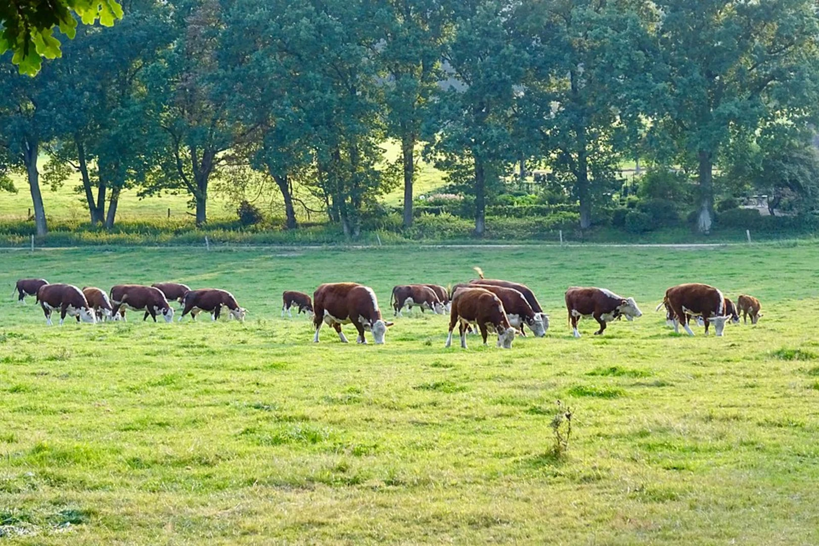 An image depicting the trail De Hangmat, Potjesberg and Landgoed Heuvan Loop and its surrounding area.