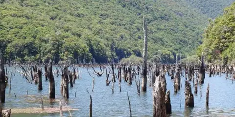 An image depicting the trail Anatoki Track - Anatoki Forks Hut to Waingaro Forks Hut and its surrounding area.