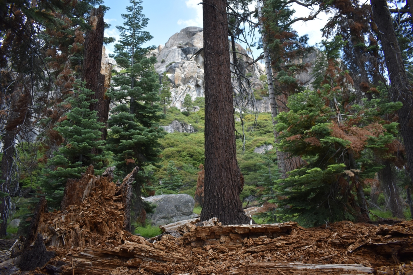 An image depicting the trail Cooper Meadow Trail and its surrounding area.