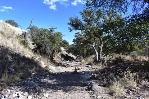 An image depicting the trail Coronado Cave Trail and its surrounding area.