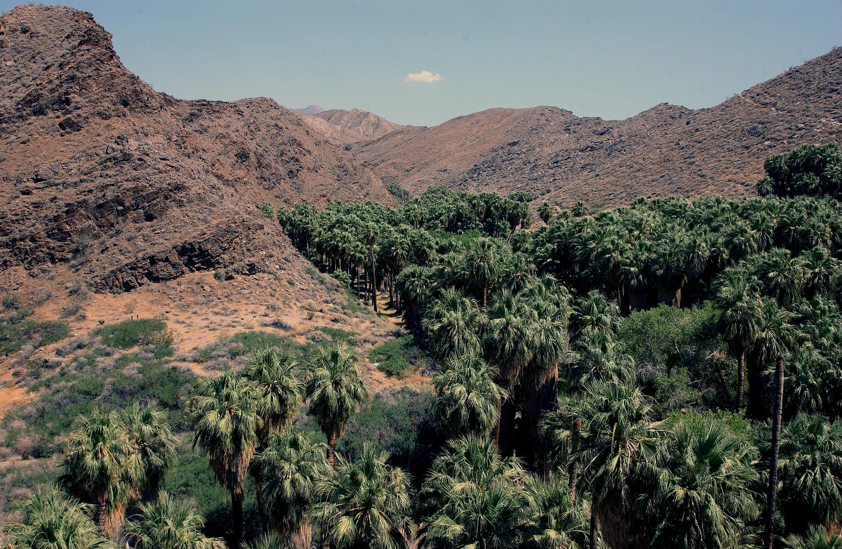 An image depicting the trail Palm Canyon and its surrounding area.