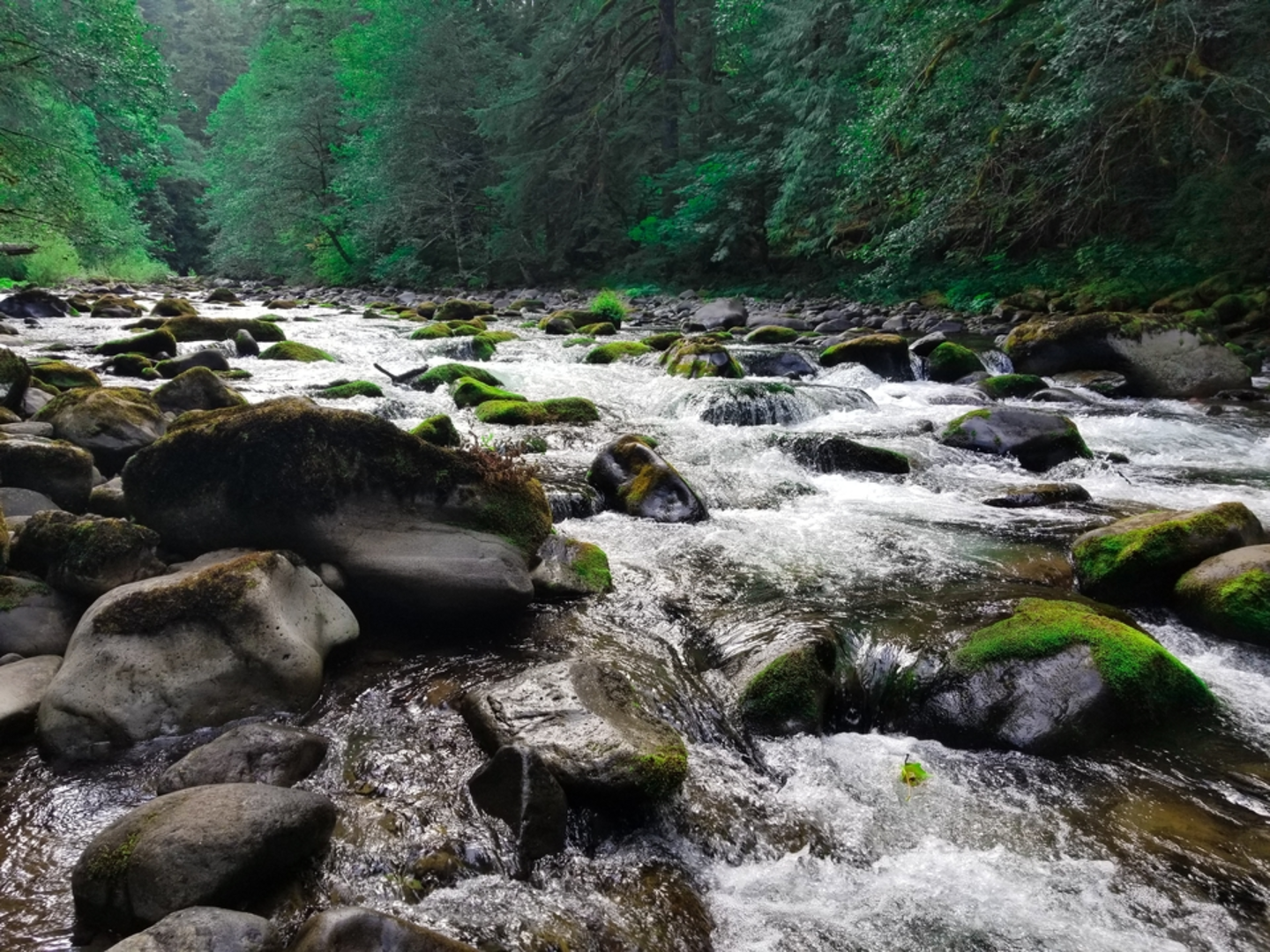 An image depicting the trail Old Salmon River Trail and its surrounding area.