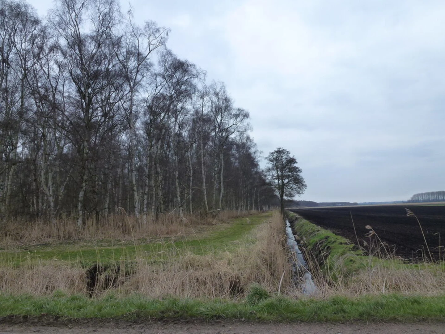 An image depicting the trail Holme Fen Loop and its surrounding area.