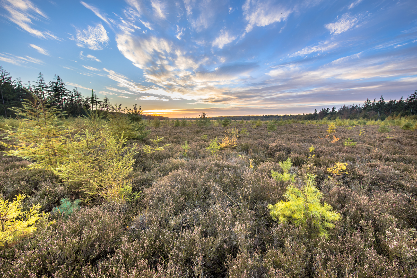 An image depicting the trail Borgerveldweg, Berkersweg and Jacob Trippad Loop and its surrounding area.