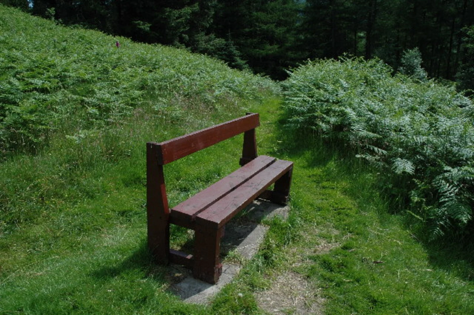 An image depicting the trail Craigieburn Forest Loop Trail and its surrounding area.