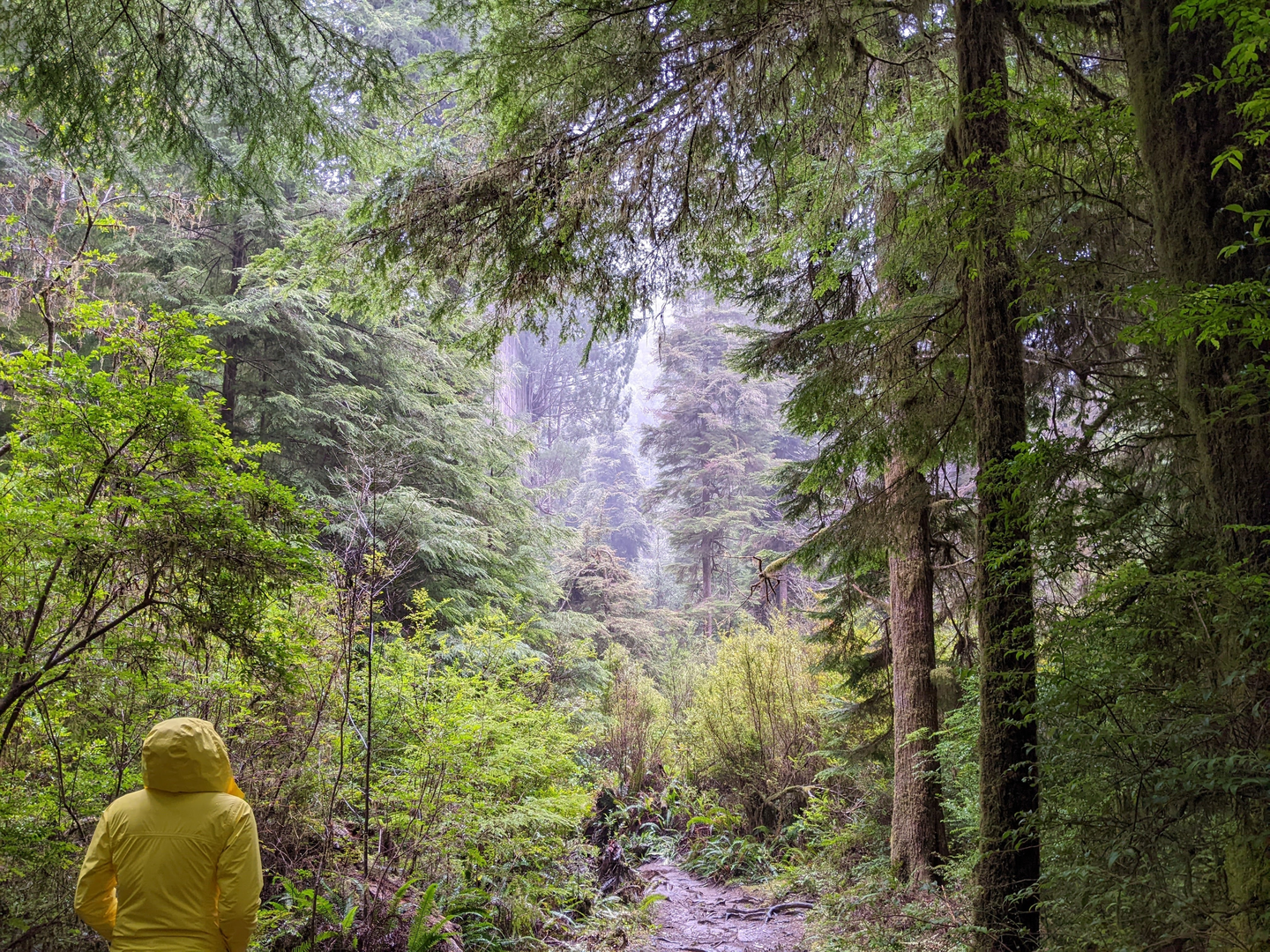 An image depicting the trail Mill Creek Trail - Howland Hill Road and its surrounding area.