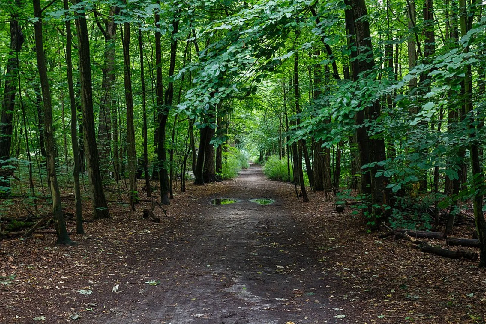 An image depicting the trail Spandauer Forst Loop via Laßzinssee and NSG Teufelsbruch and Nebenmoore and its surrounding area.