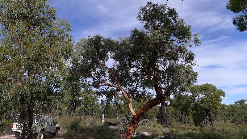 An image depicting the trail Wandoo National Park and its surrounding area.