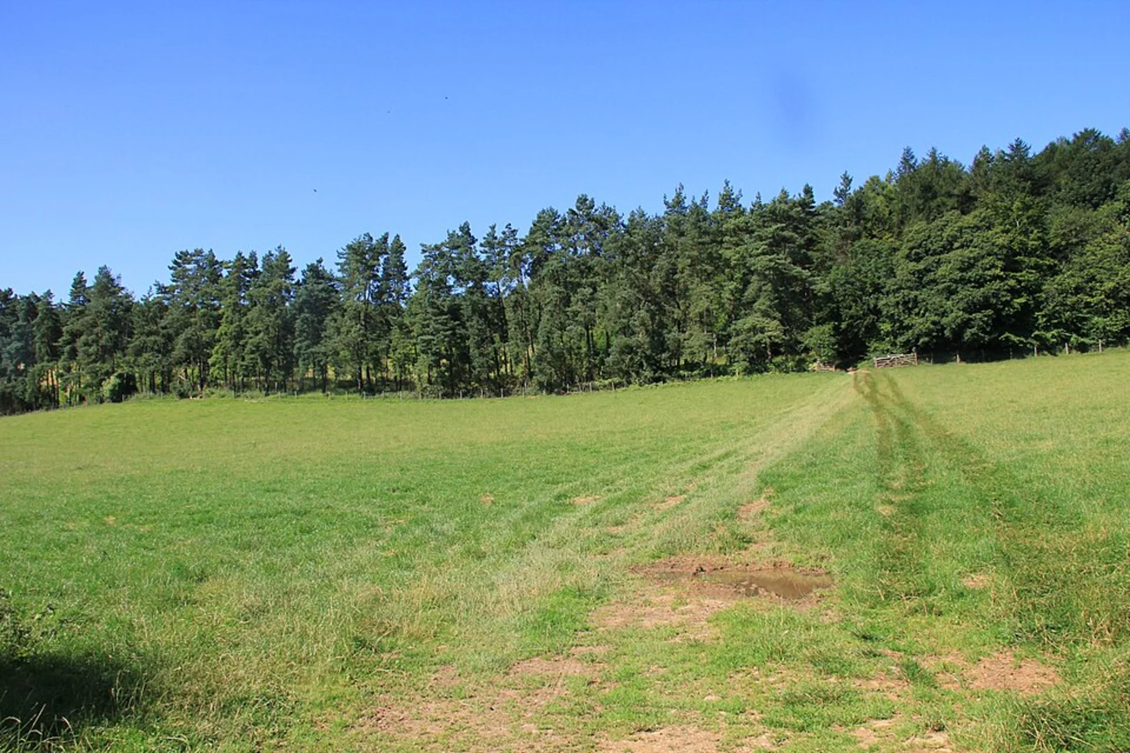 An image depicting the trail Chedworth Wood Loop and its surrounding area.