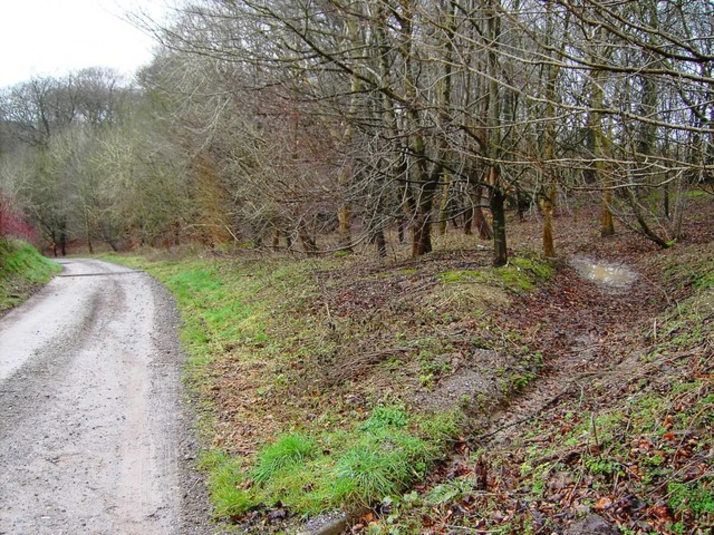 An image depicting the trail Shoulder of Mutton Plantation and Totterdown Wood Loop and its surrounding area.