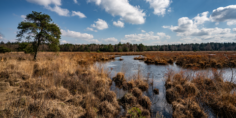 Ardbrandsche, Klein Hasselsven and Borkelsche Heide Loop