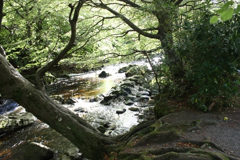 An image depicting the trail Tollymore Forest Park - Arboretum Path and its surrounding area.