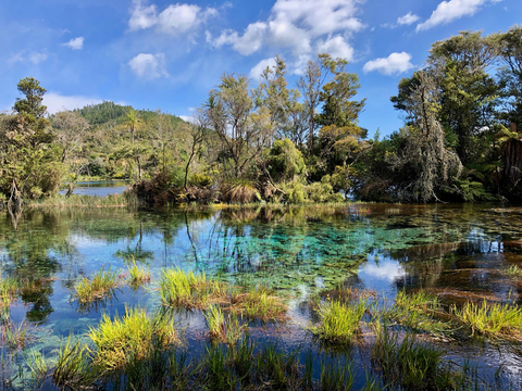 Te Waikoropupū Springs Walk