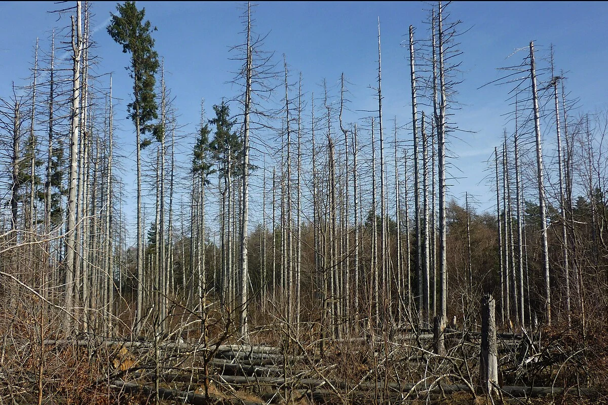 Hanskühnenburg Loop via Reitstieg