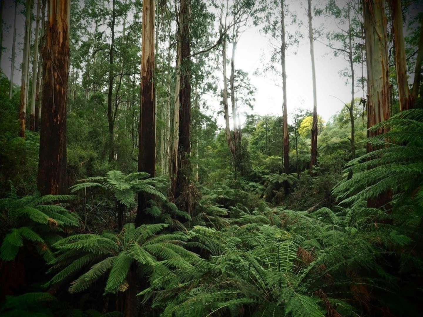 An image depicting the trail Mount Worth Giants Circuit and its surrounding area.