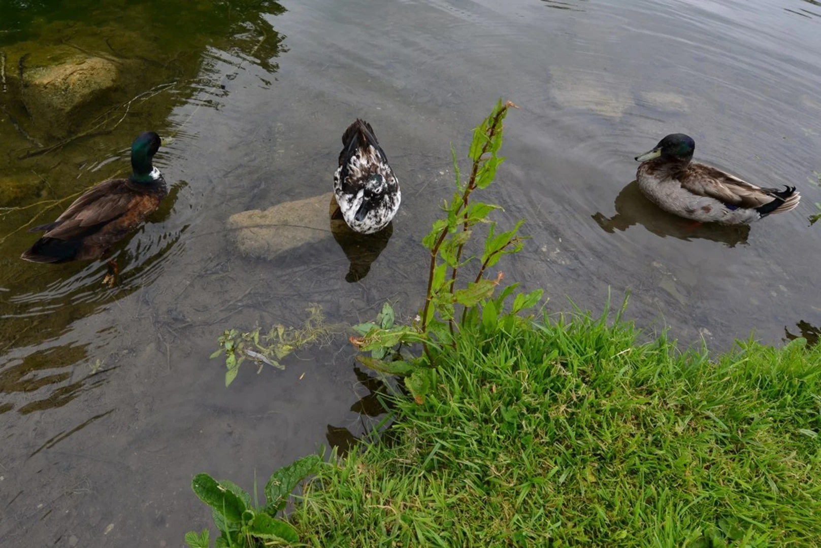 An image depicting the trail Ardington Loop and its surrounding area.
